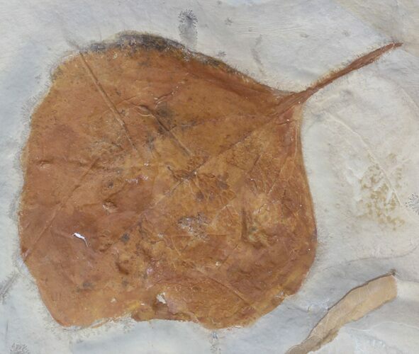 Detailed Fossil Leaf (Zizyphoides) - Montana #59779